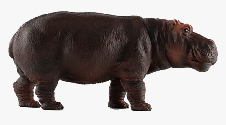 Hippopotamus Png Image Download - Pnso Hippo, Transparent Png