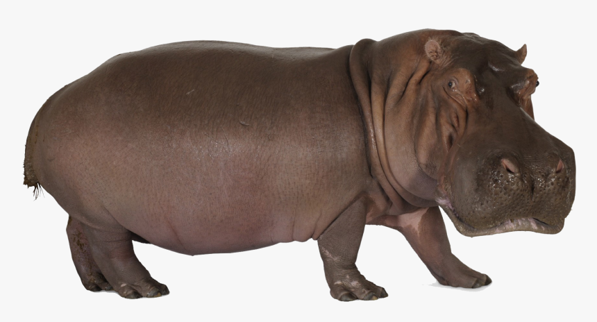 Hippopotamus Png Clipart - Hippopotamus, Transparent Png