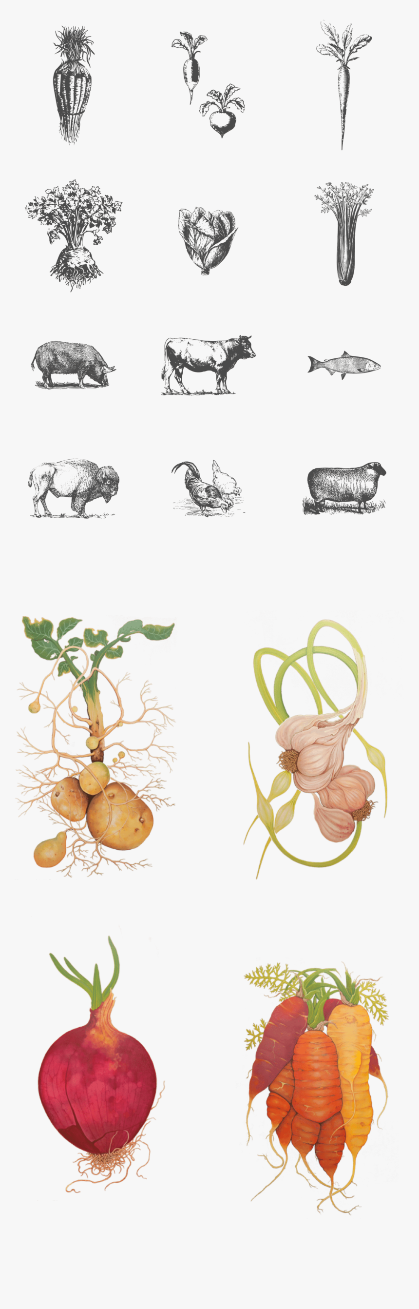 Wild Roots Illustrations, HD Png Download