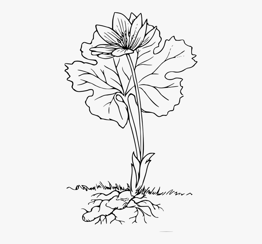 Plant With Roots Black And White, HD Png Download