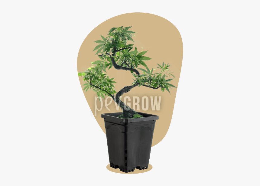 Bonsai, HD Png Download