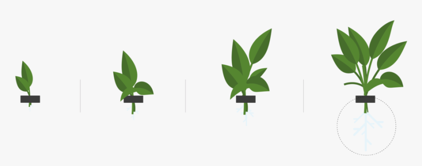 Roots, HD Png Download