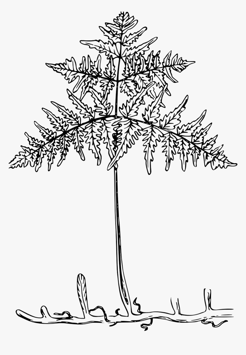 ต้น เฟิร์น ลาย เส้น, HD Png Download