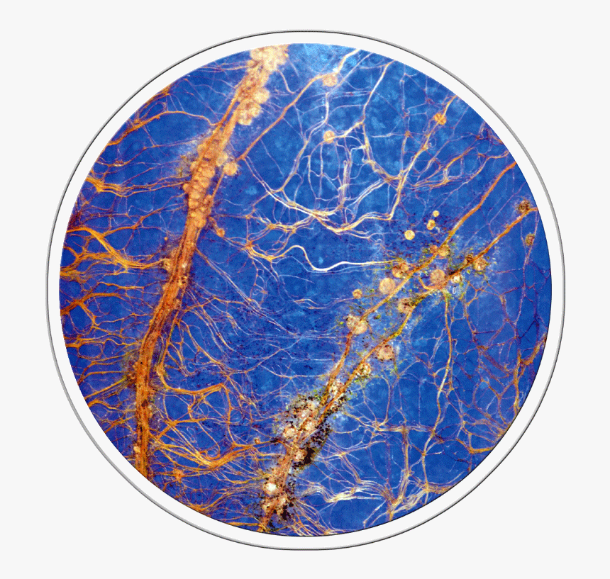 Circle, HD Png Download