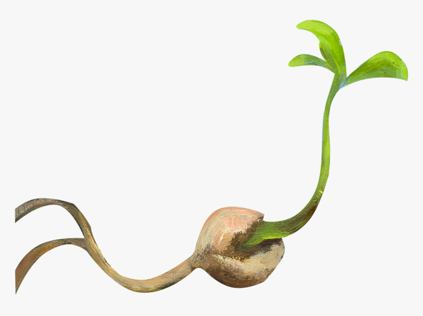 Little Seed, HD Png Download