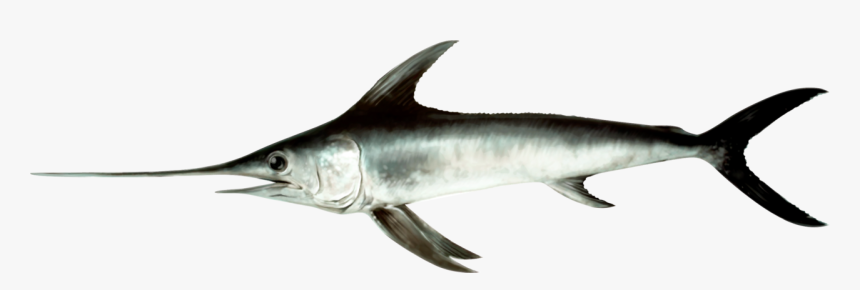 Illustration Of A Swordfish - Xiphias Gladius, HD Png Download