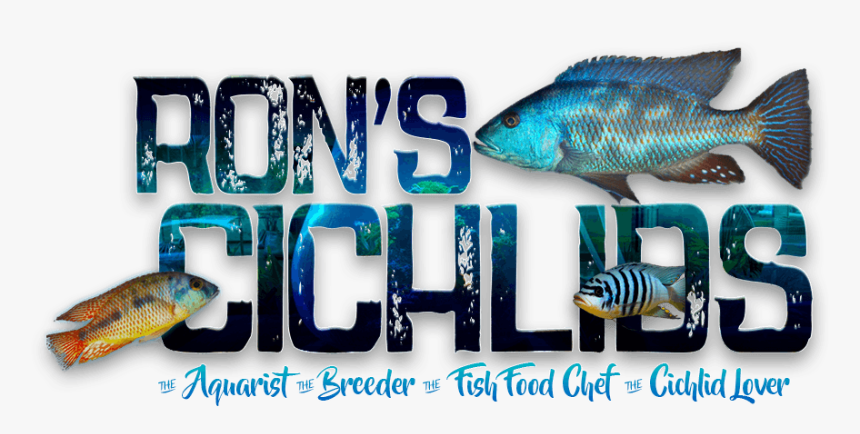 Nimbochromis Fuscotaeniatus, HD Png Download