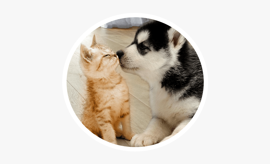 Cute Mammals Transparent Background, HD Png Download