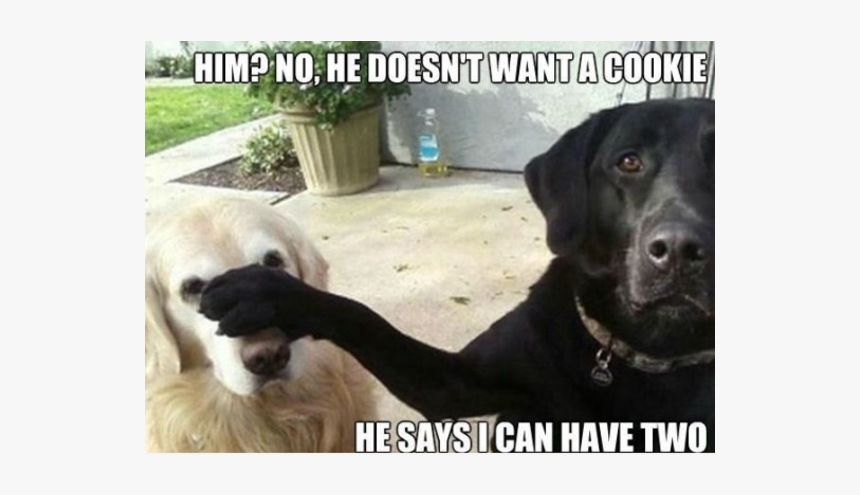 Funny Doggies, HD Png Download