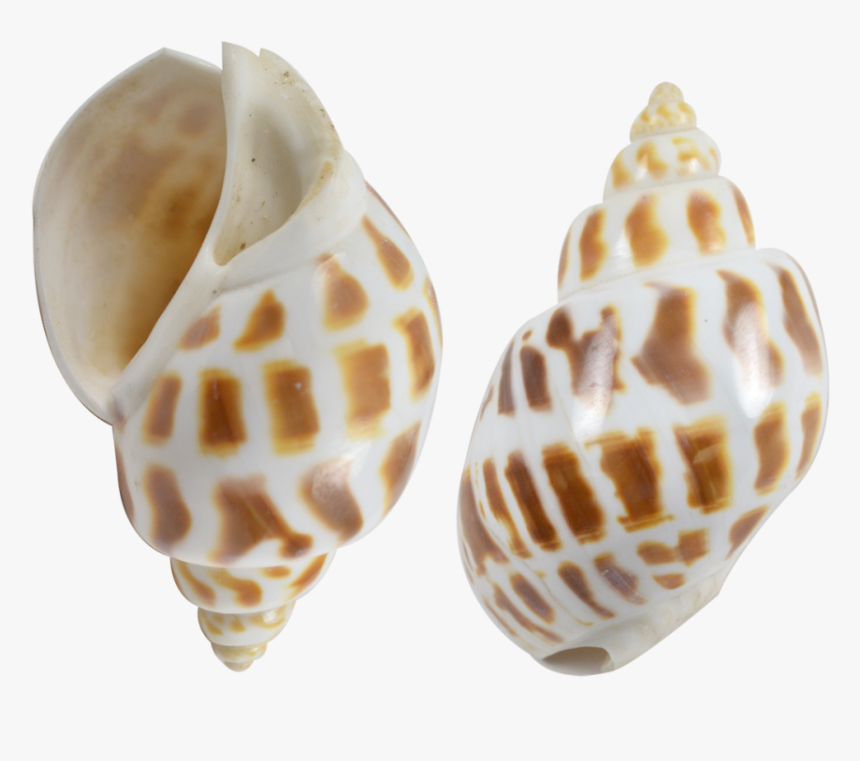 12 Babylonia Aerolata Polished Snail Shells 2-2 - Babylonia Shell, HD Png Download