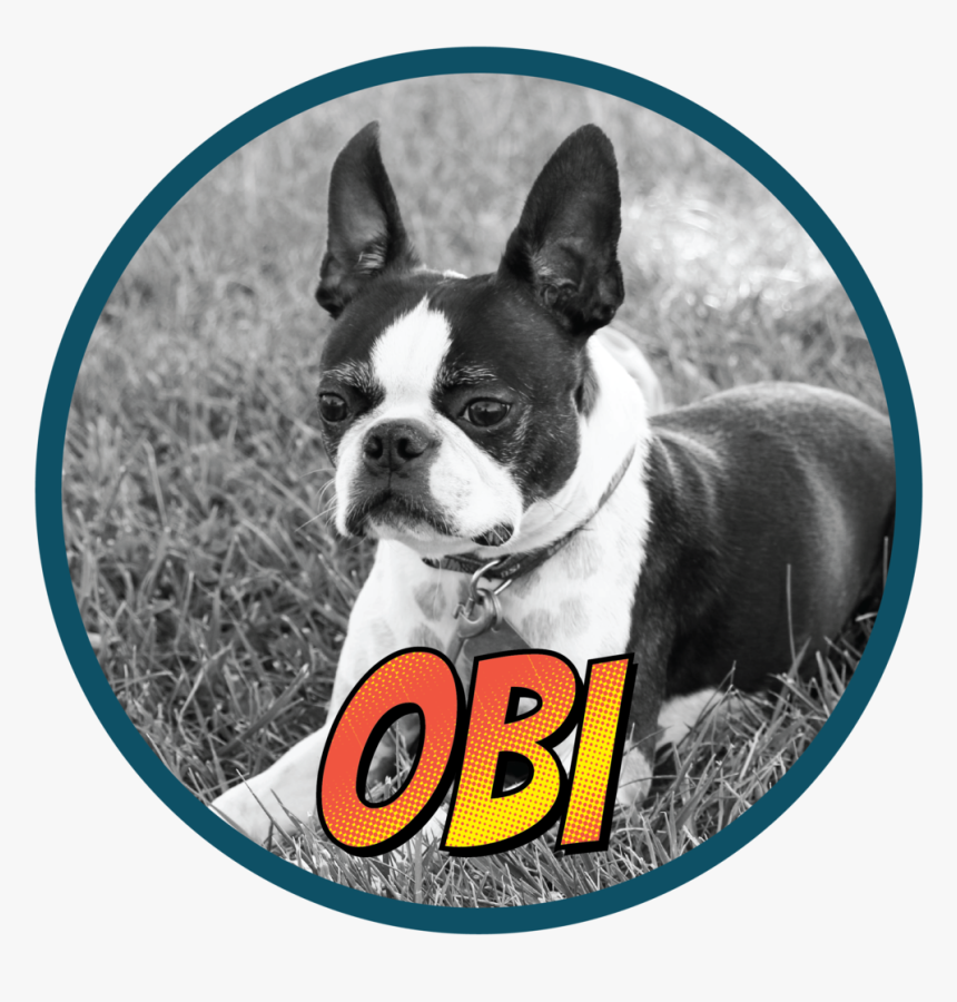 Obi -01 - Boston Terrier, HD Png Download