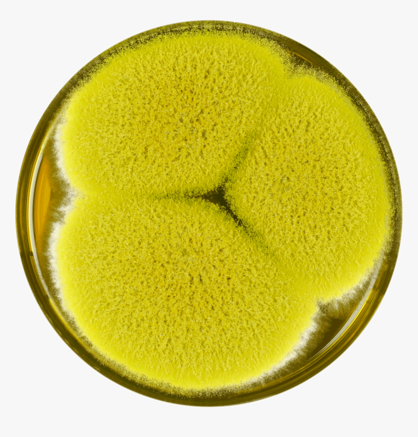 Aspergillus Bertholletius Meaox - Drink, HD Png Download