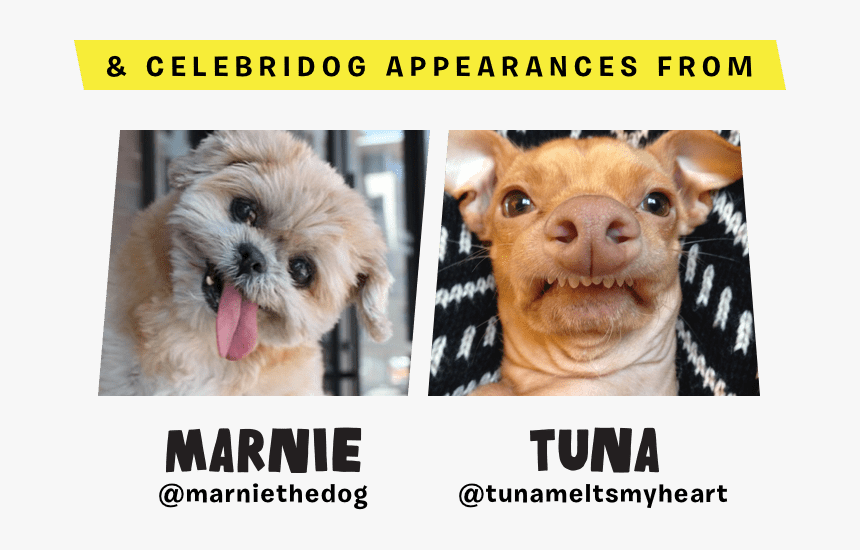 Marnie Tuna - Tuna Chihuahua, HD Png Download