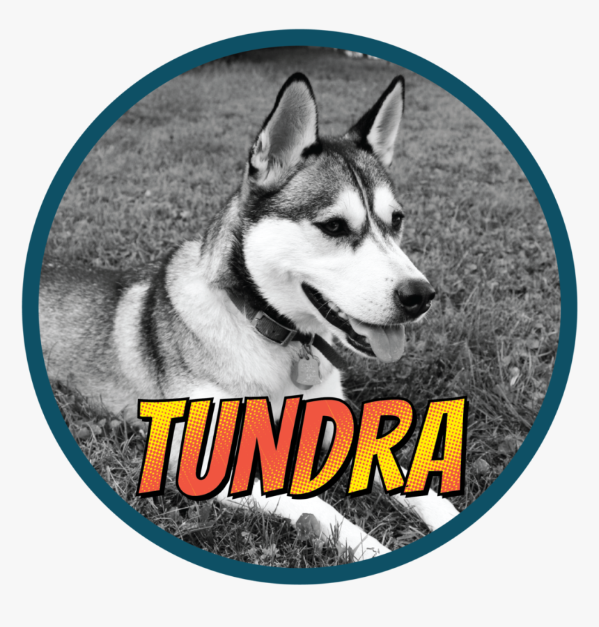 Tundra -01 - Mackenzie River Husky, HD Png Download