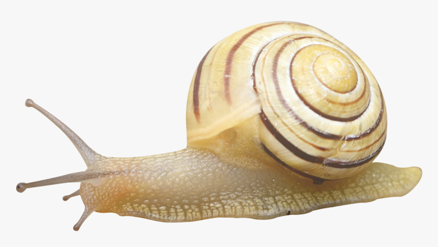 Snail Png Image - Snail Transparent, Png Download