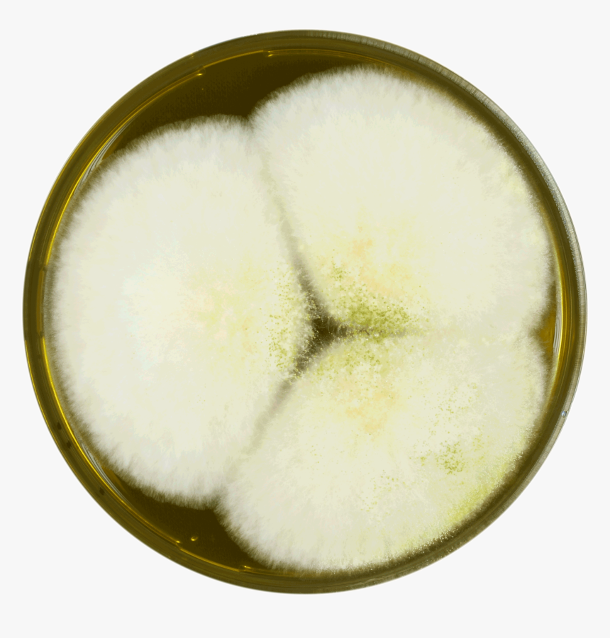 Aspergillus Nomius Meaox - Heart, HD Png Download