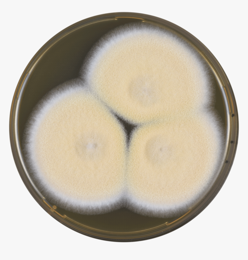 Aspergillus Nakazawae Meaox - Circle, HD Png Download