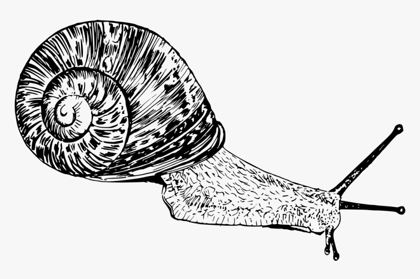 Gastropoda Png, Transparent Png