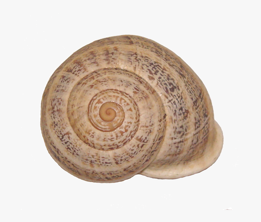 Snail, HD Png Download
