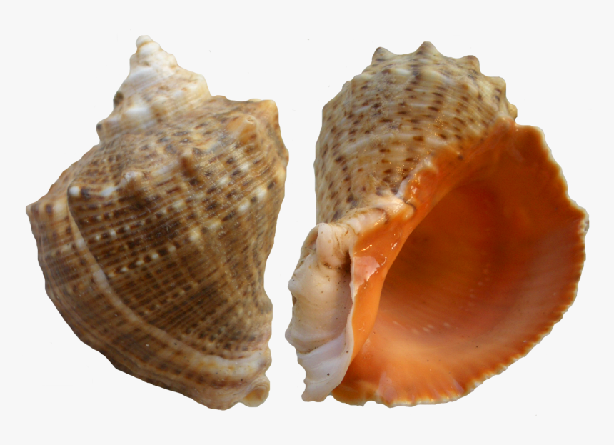 Rapana Png Clip Art - Clip Art, Transparent Png