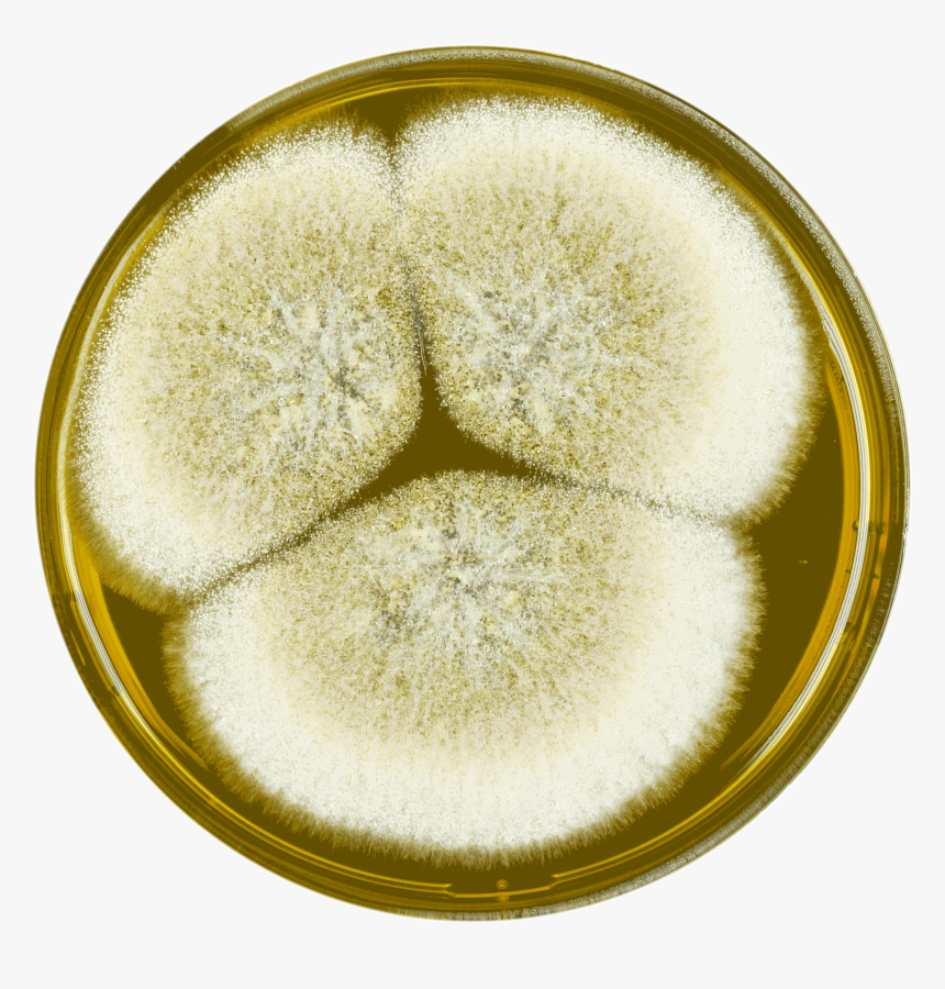 Aspergillus Mottae Meaox - Macro Photography, HD Png Download