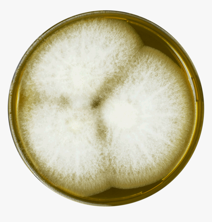 Aspergillus Leporis Meaox - White Coffee, HD Png Download