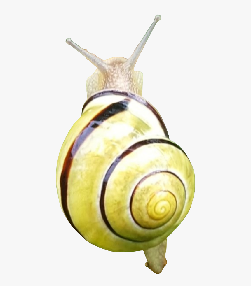 Lymnaeidae, HD Png Download