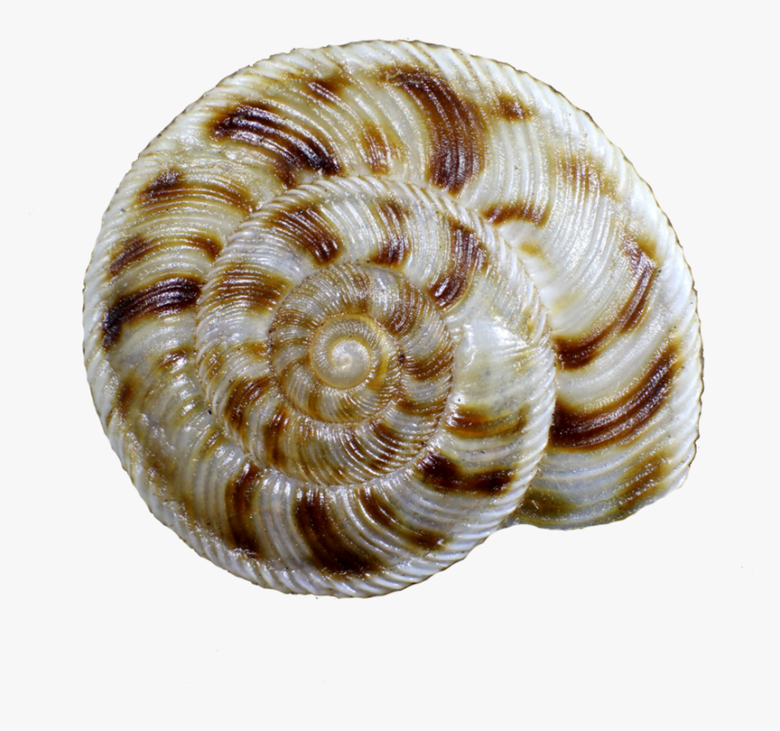 Snail Shell Png, Transparent Png