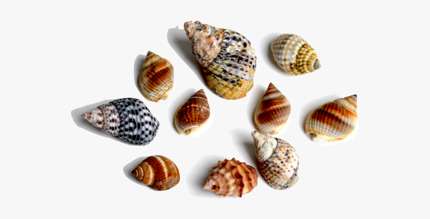 This Family Of Gastropods Includes A Large Variety - Shell, HD Png Download
