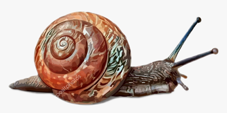Lymnaeidae, HD Png Download