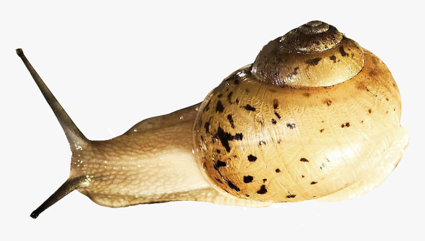Snail Download Png Image - Caracoles De Mar Png, Transparent Png