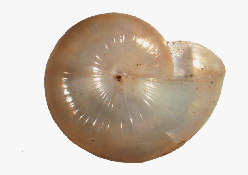 Marine Invertebrates, HD Png Download