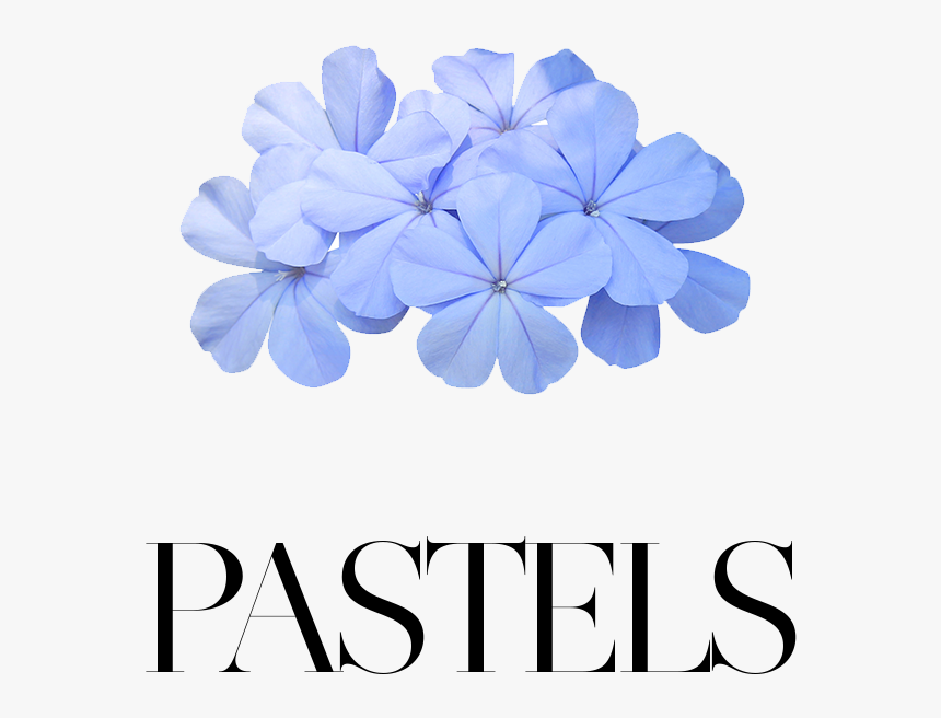 Hydrangea, HD Png Download