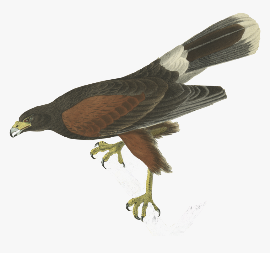 Bird - John James Audubon Birds, HD Png Download