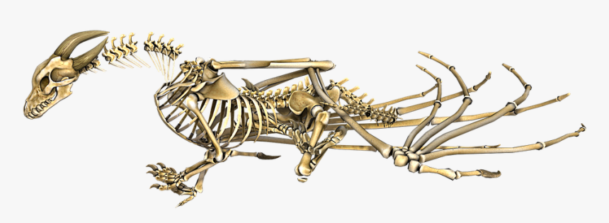 Dragon Skeleton Png, Transparent Png