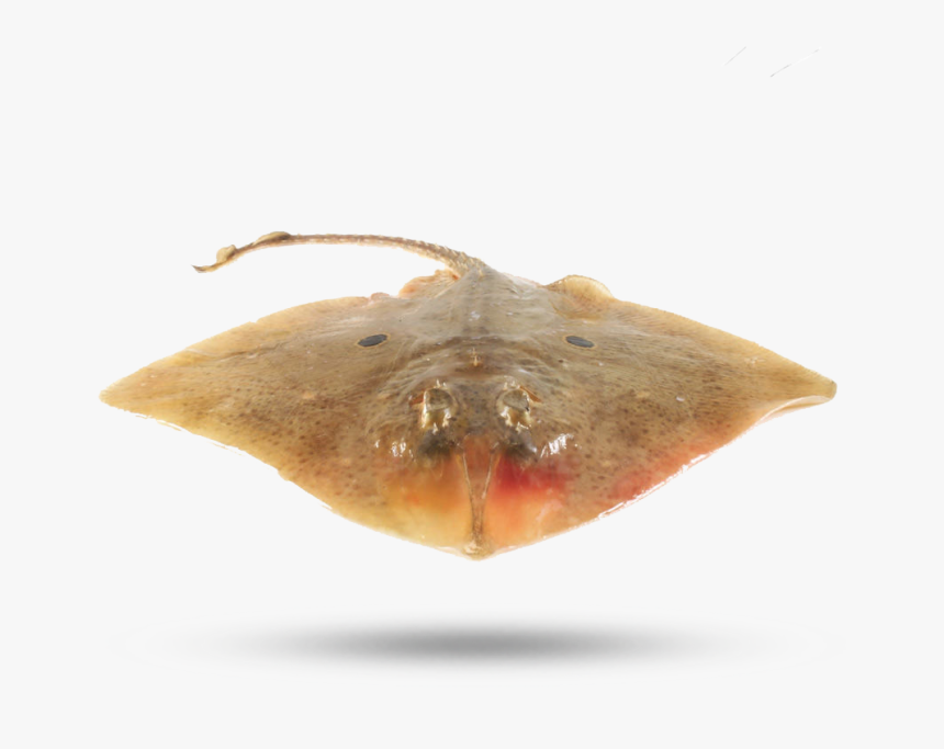 Skate Wing - Skate, HD Png Download