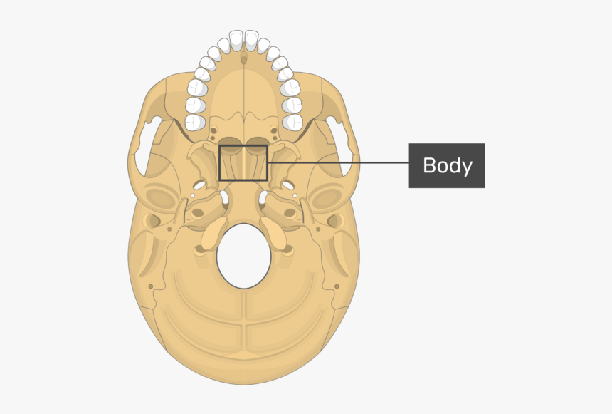Occipital Bone Condylar Canal, HD Png Download