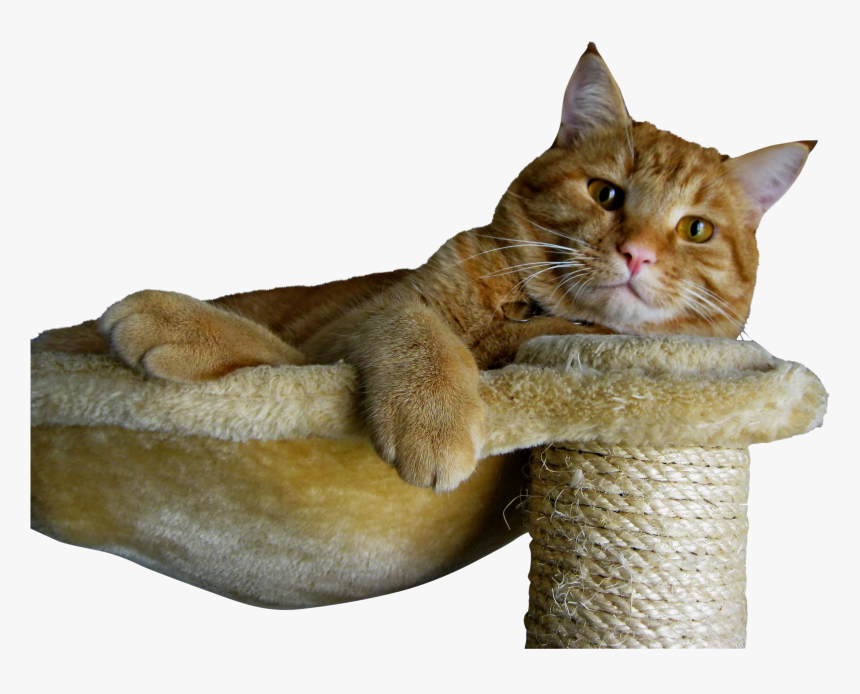 All Ginger Cats Male, HD Png Download