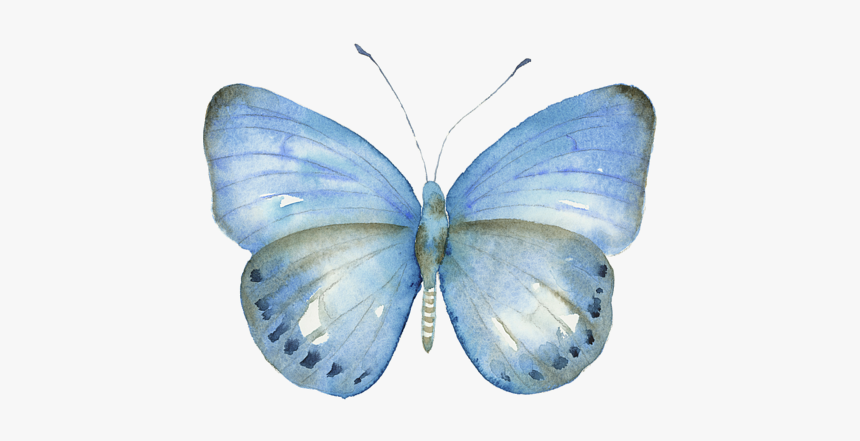 Common Blue, HD Png Download