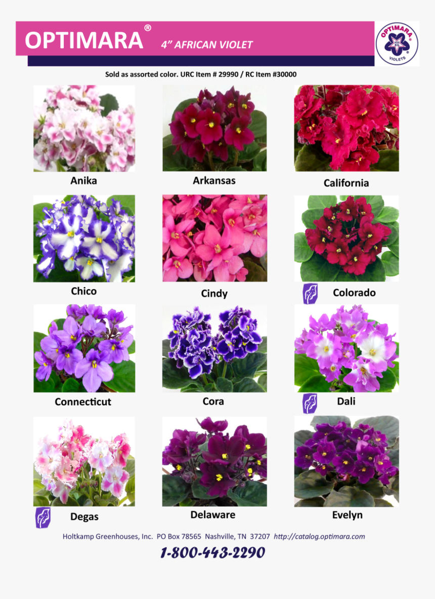 Gilliflower, HD Png Download