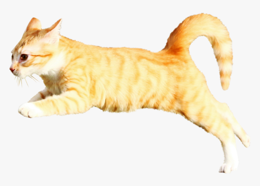 Arabian Mau, HD Png Download