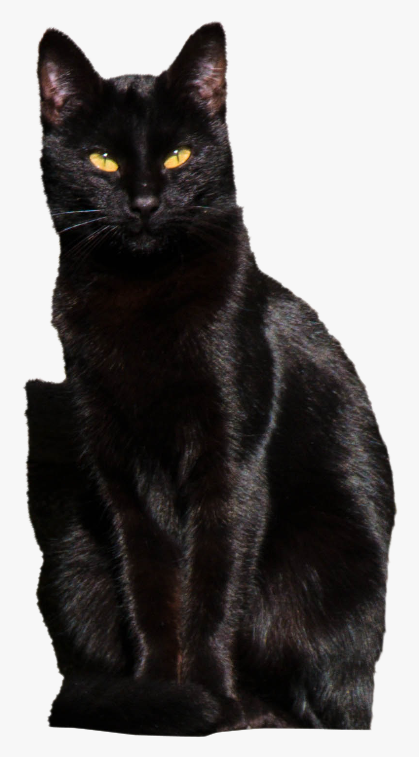Black Cat, HD Png Download
