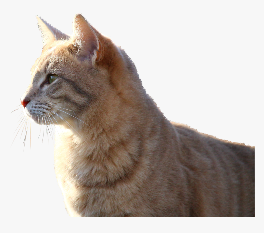 Cat, HD Png Download