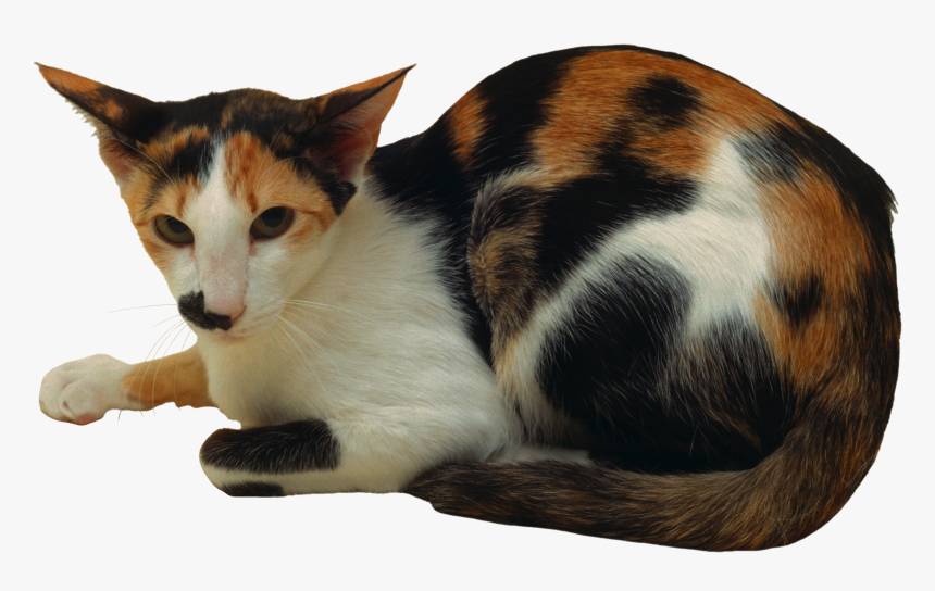 Cat Png - Domestic Short-haired Cat, Transparent Png