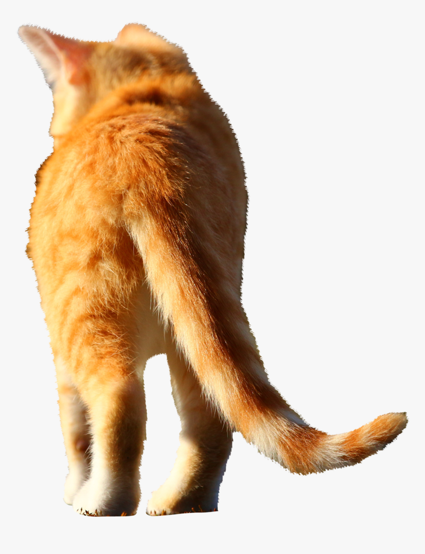 Cat Jumps, HD Png Download