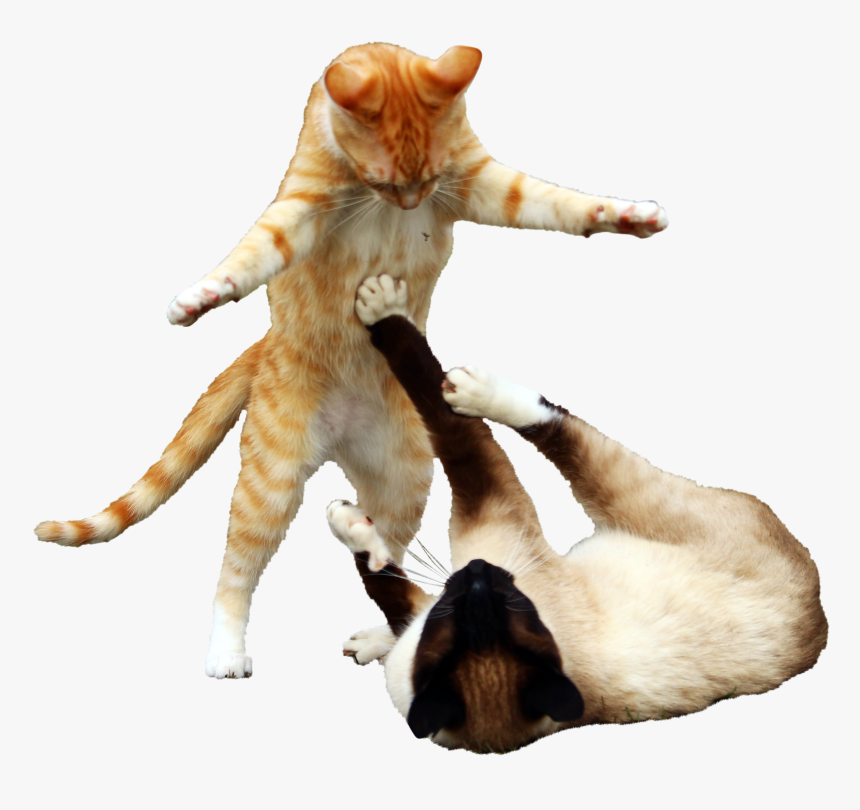 Cats Boxing, HD Png Download