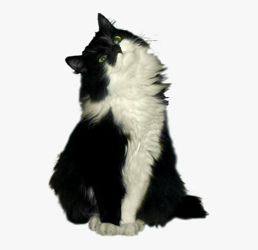 Cat, HD Png Download