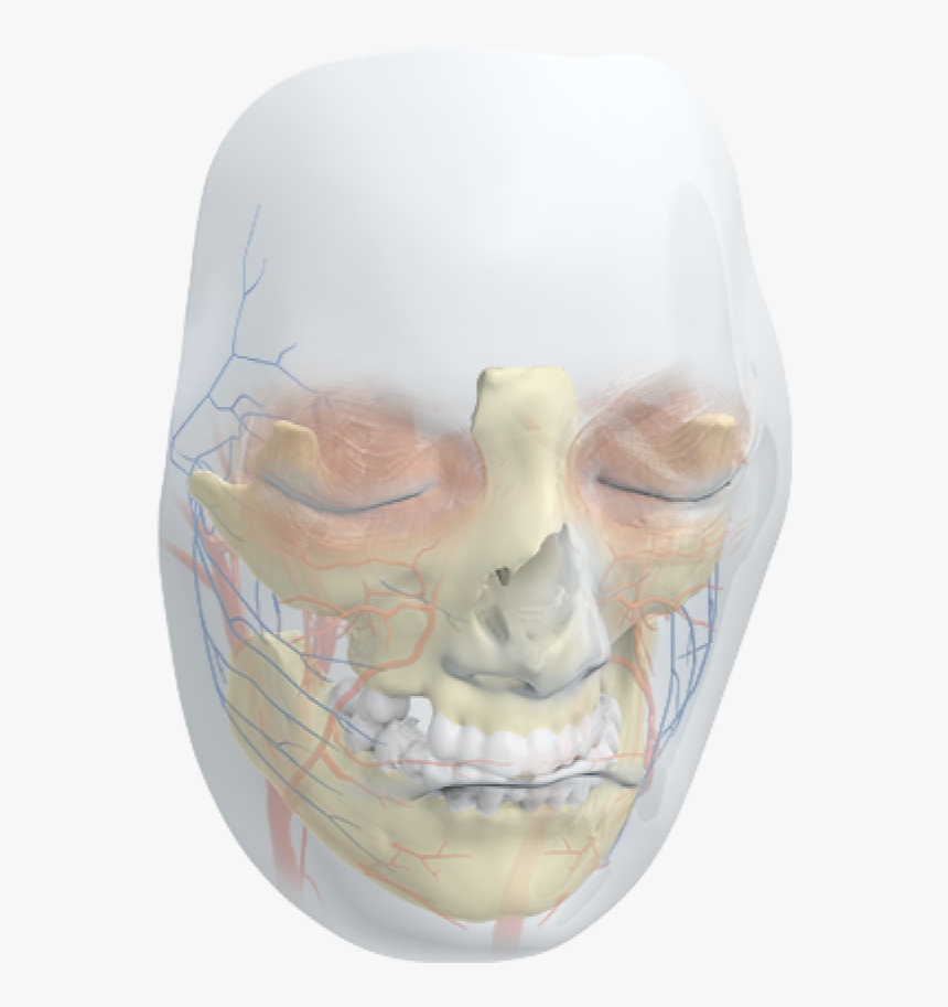 Skull, HD Png Download