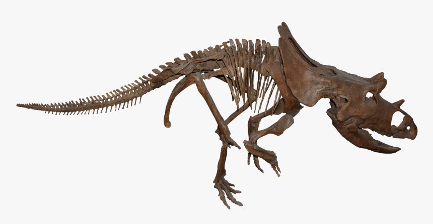 Velociraptor, HD Png Download