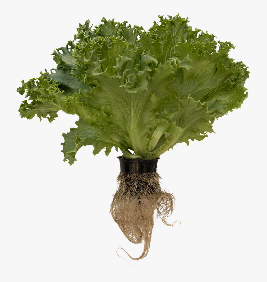 Lettuce Roots Png, Transparent Png